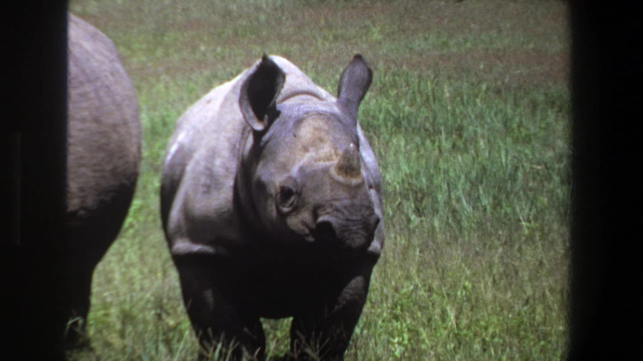 1969 Pretoria-area home-movie frame of a young rhinoceros facing camera in tall grass, with part of another rhino at left.