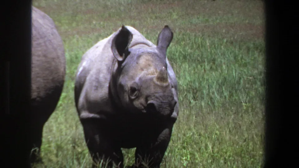 1969 Pretoria-area home-movie frame of a young rhinoceros facing camera in tall grass, with part of another rhino at left.