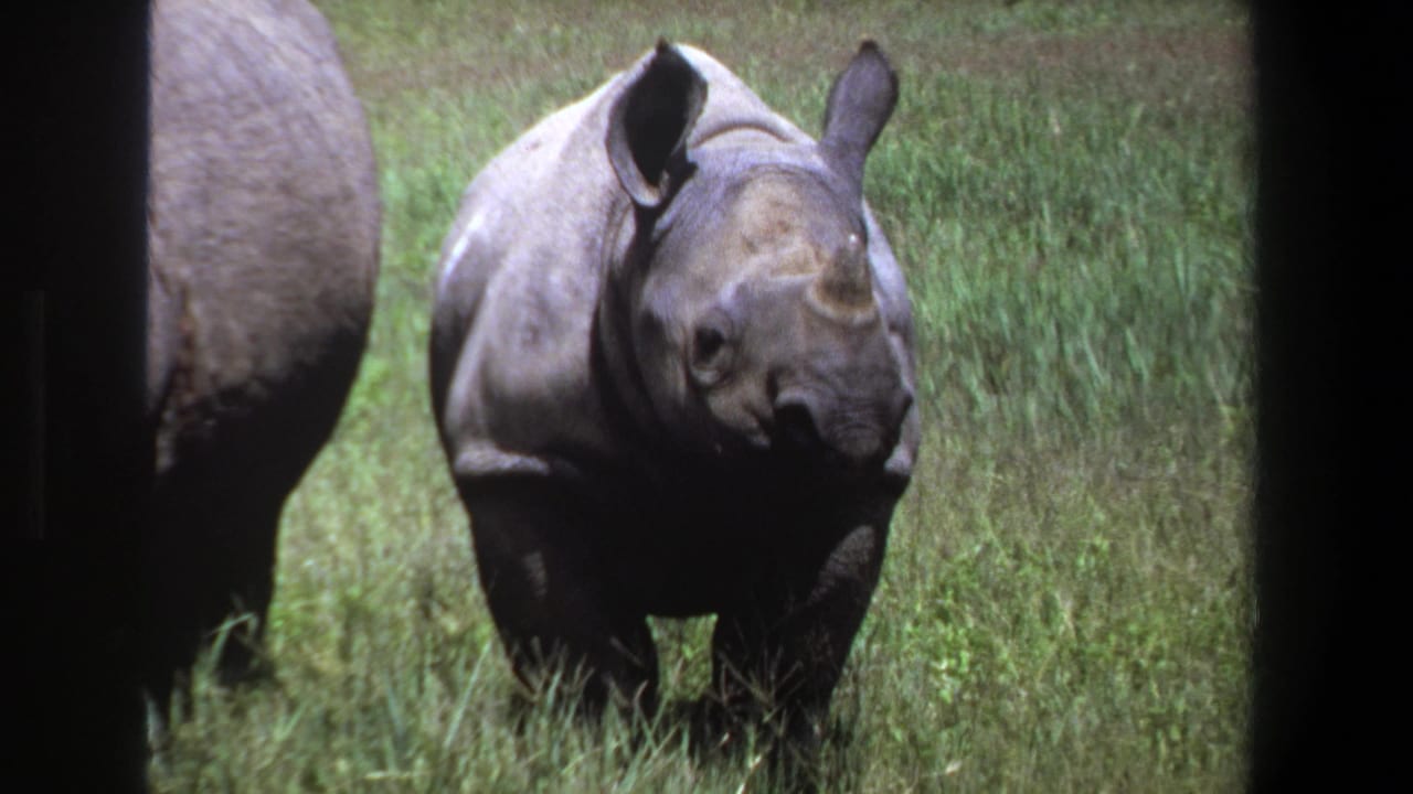Young rhinoceros in a grassy field near Pretoria, South Africa, facing the camera within a dark 8mm film frame.
