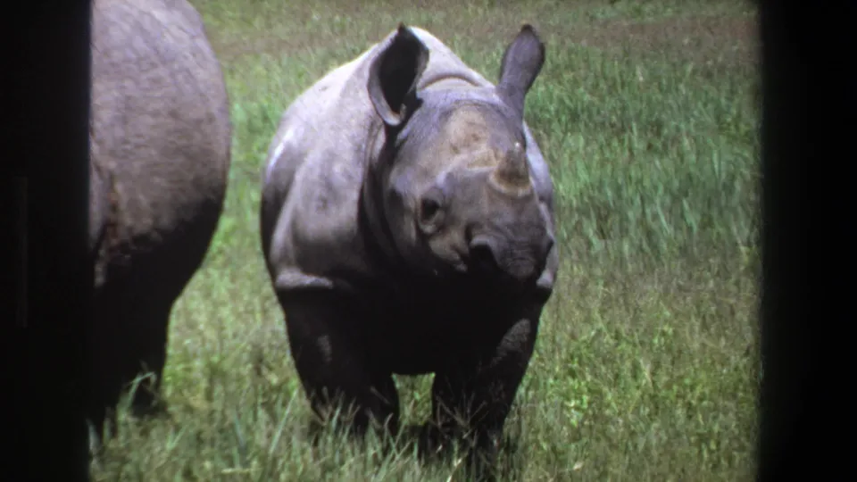 Young rhinoceros in a grassy field near Pretoria, South Africa, facing the camera within a dark 8mm film frame.