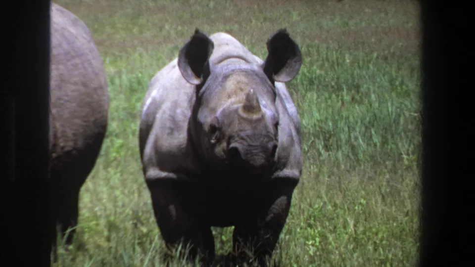 1969 Pretoria metadata frame of a young rhinoceros looking toward camera in tall green grass, seen through dark 8mm frame borders.