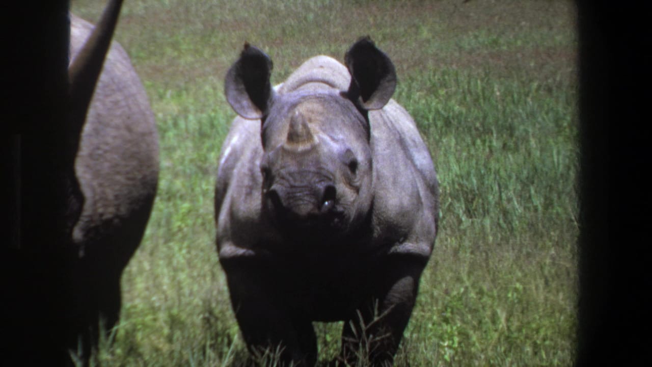 1969 8mm footage near Pretoria shows a rhinoceros standing in grass and facing the camera, with another animal partly visible at the edge.