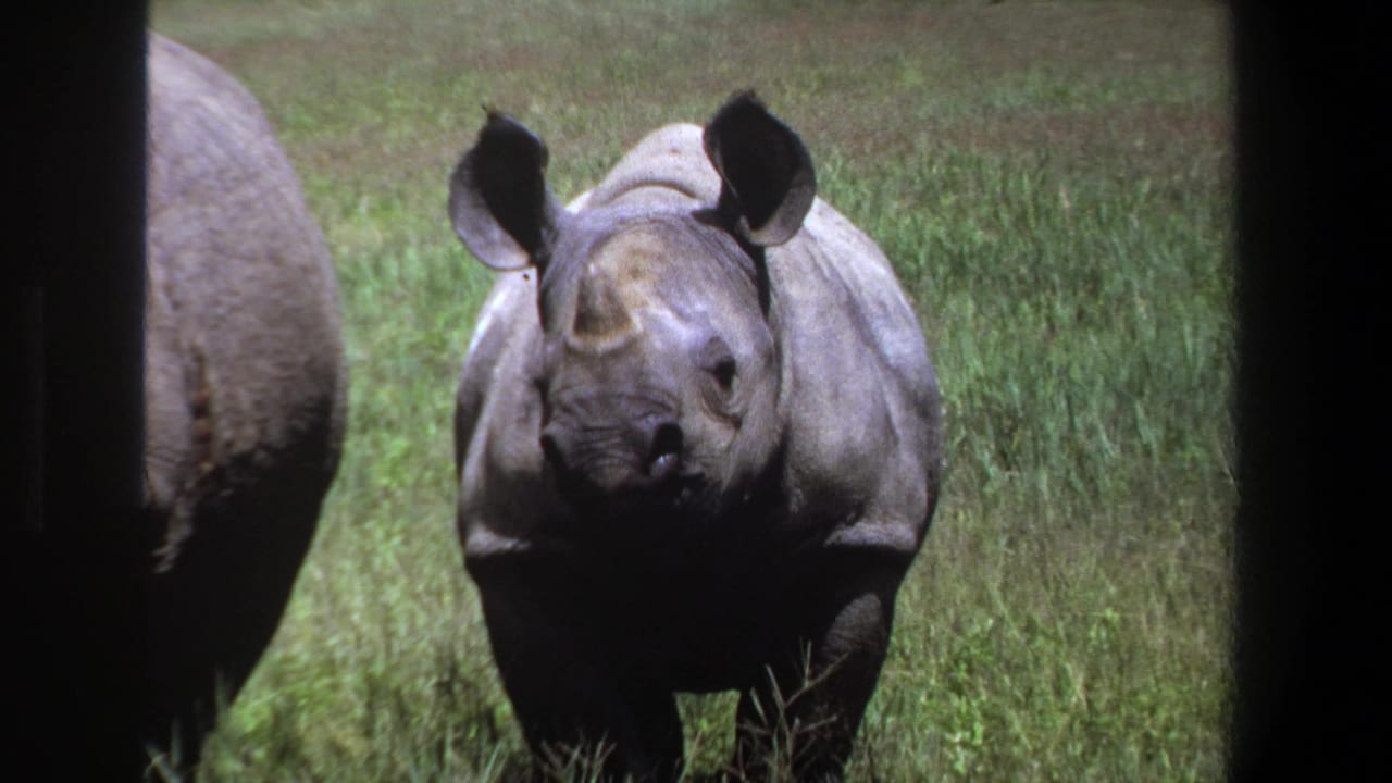 Rhinoceros facing forward in grass, bordered by dark vertical film edges.