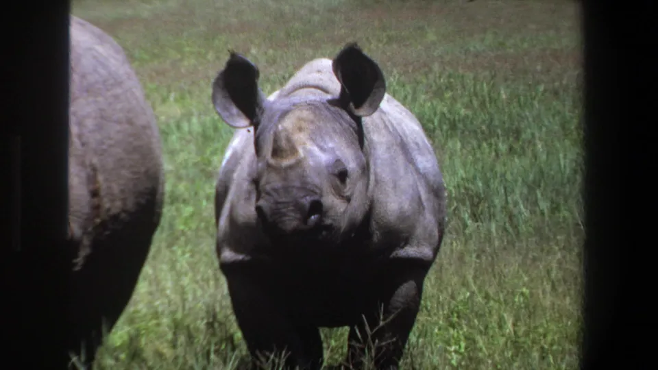 A rhinoceros in the Pretoria-area wildlife footage faces the camera from a grassy field, with dark 8mm gate edges and soft color.