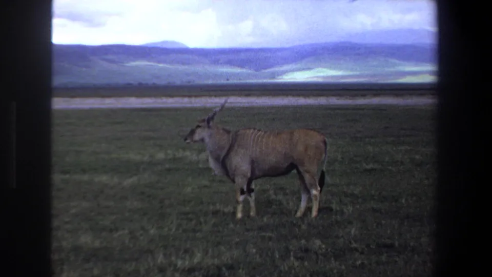 1969 South Africa home-movie footage shows a large antelope with long spiraled horns standing in open savanna with hills behind it.