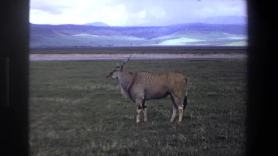 The final frame shows a long-horned antelope in profile on South African grassland, with rolling hills and a cloudy sky in the distance.