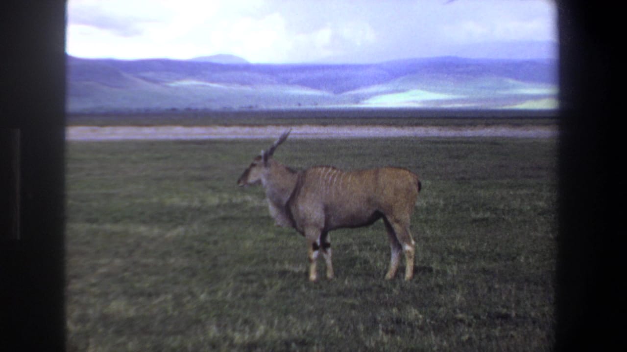 Horned eland standing on grassland with distant hills under a cloudy sky.