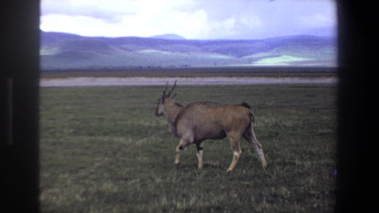 Eland walking across a grassy plain with hills and pale sky in the background.