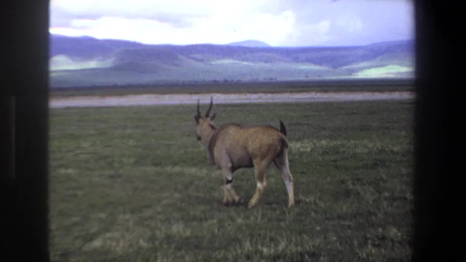 A rear view of the eland crossing the grassland, filmed in 1969 8mm home-movie footage from the Pretoria, South Africa metadata context.