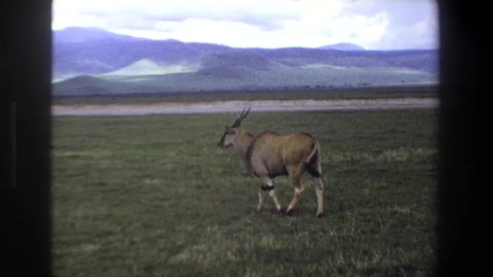 The eland continues away across the Pretoria-area grassland, with muted 8mm color, distant hills, and a bright cloudy sky visible.