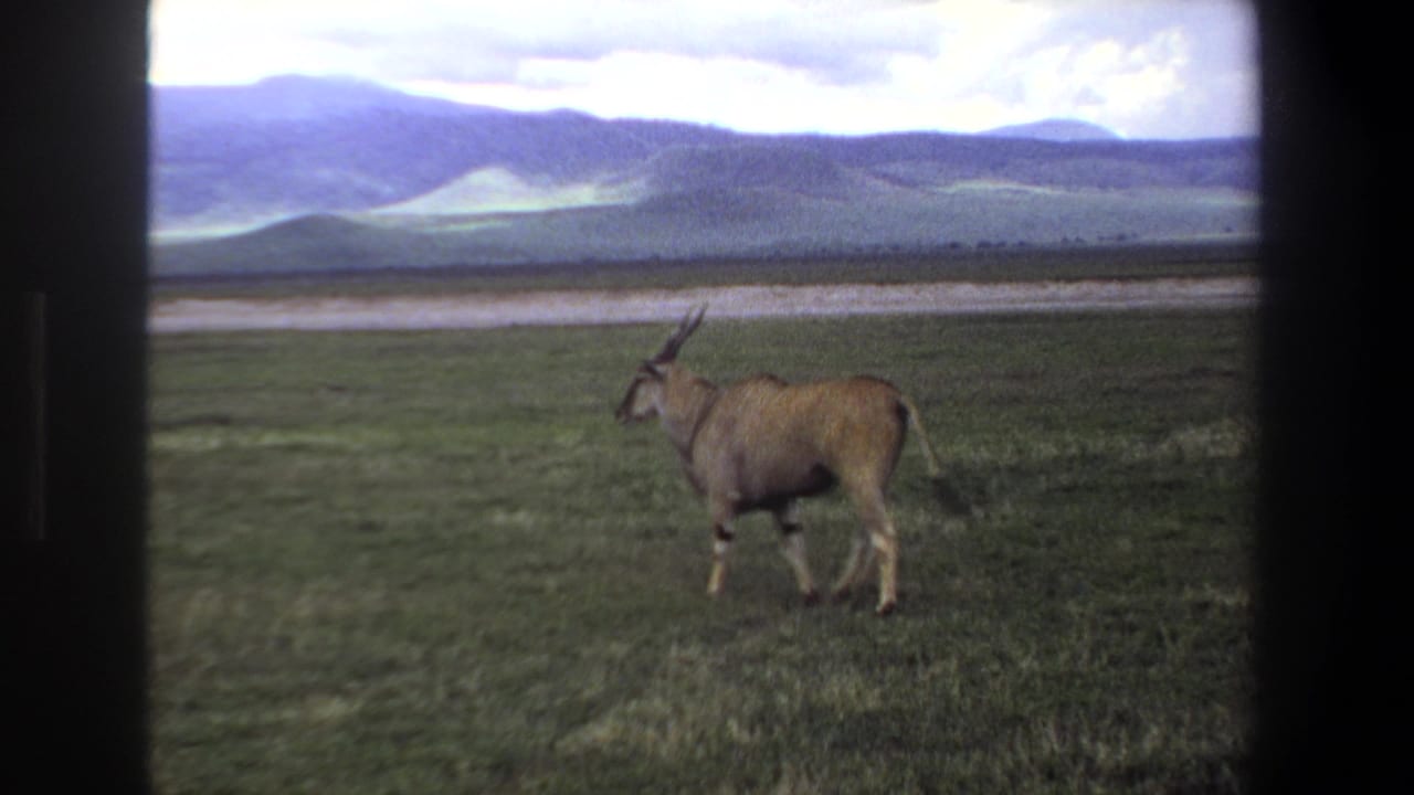 1969 Pretoria-area home-movie frame showing a lone antelope walking through open grassland below distant hills.