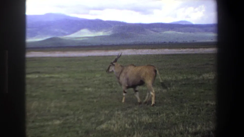 1969 Pretoria-area home-movie frame showing a lone antelope walking through open grassland below distant hills.