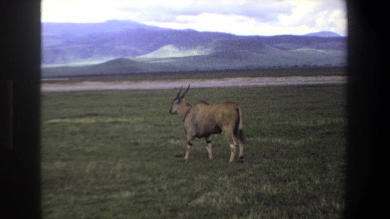 Antelope continues walking rightward across a meadow near distant hills.