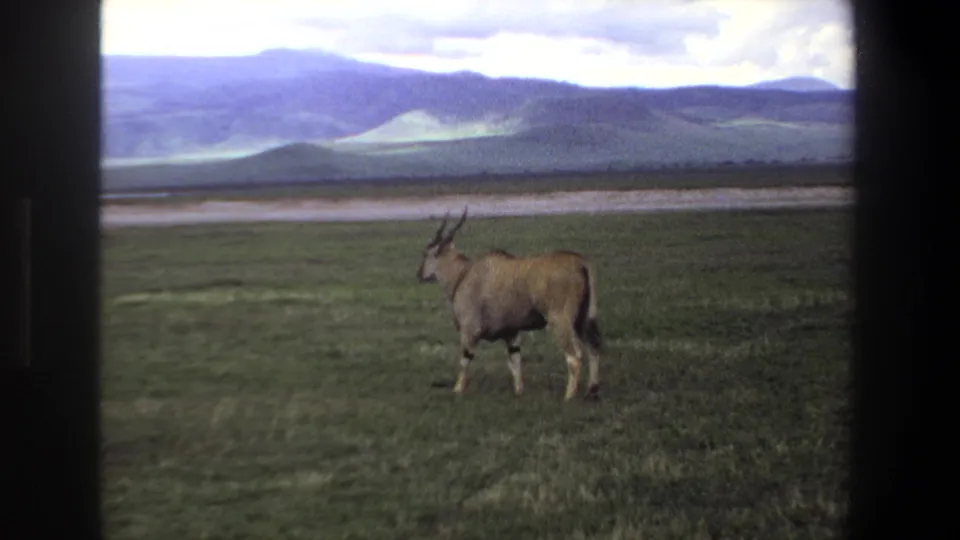 The antelope moves rightward through the grassy field, framed by 8mm borders and a distant landscape.