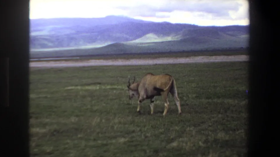 A lone antelope appears to begin grazing in the Pretoria-area grassland, with soft 8mm color and distant hills.