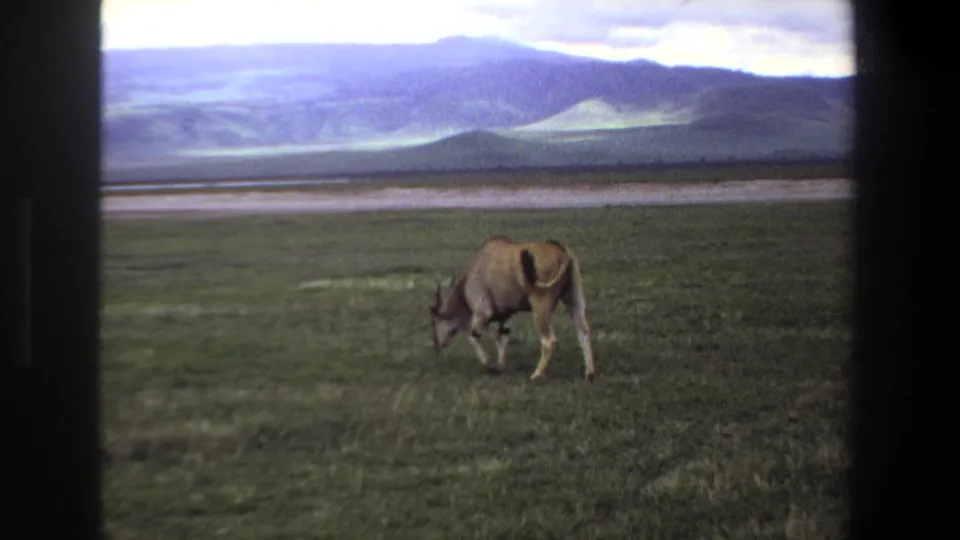 The antelope grazes near the right edge of the 8mm frame, with meadow, pale water, hills, and clouds behind it.