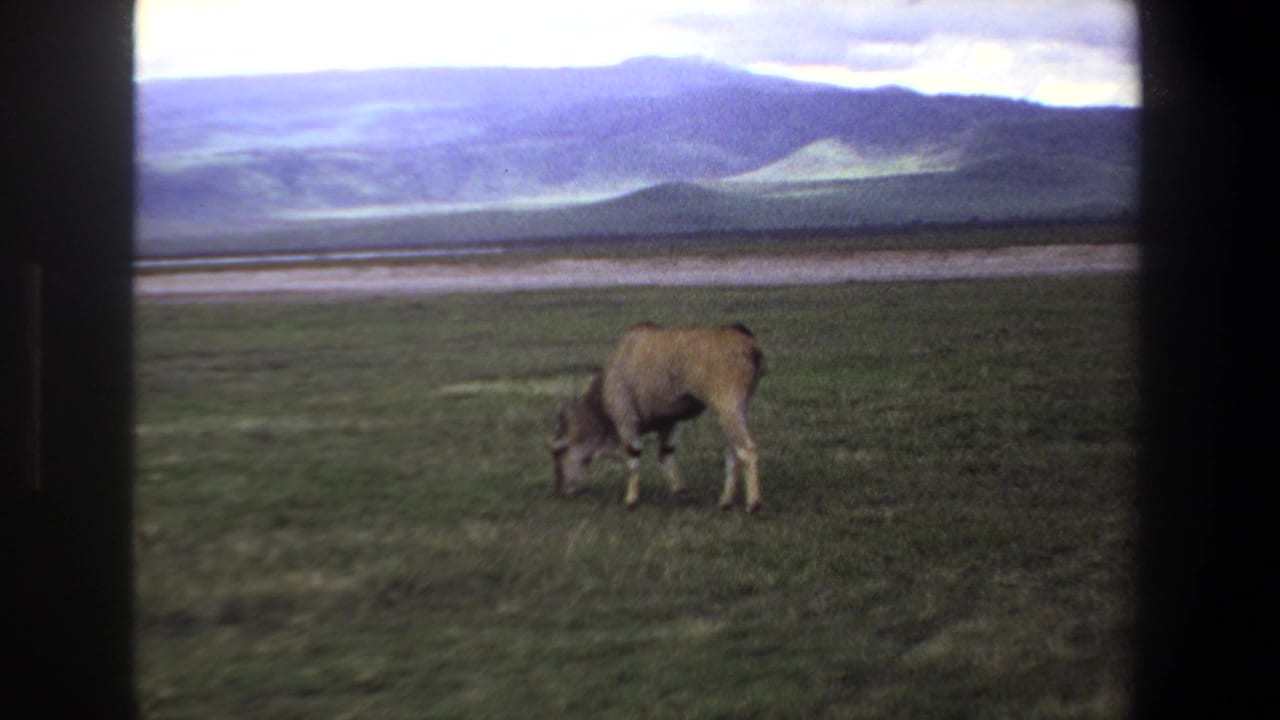 1969 Pretoria 8mm frame showing a single horned antelope grazing in open grassland with hills in the background.