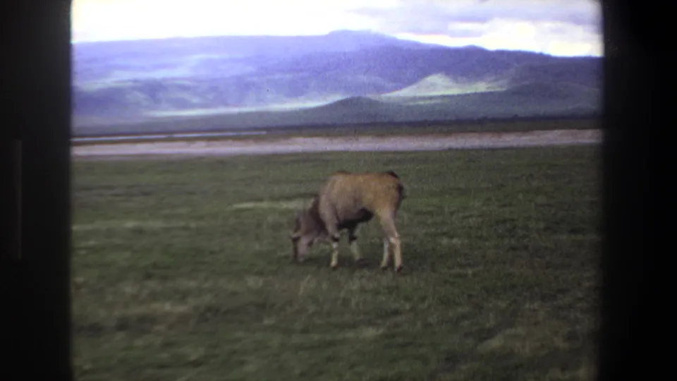 1969 Pretoria 8mm frame showing a single horned antelope grazing in open grassland with hills in the background.