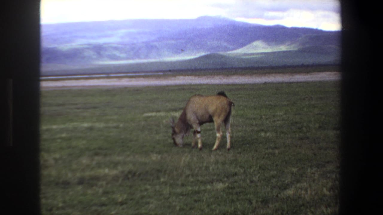 Single antelope feeding with head down in open grassland.