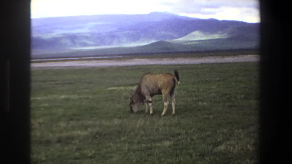 Color 8mm frame from Pretoria in 1969 showing an antelope grazing in a green plain before distant hills.
