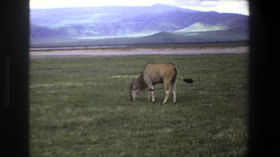 1969 Pretoria 8mm frame with a lone horned antelope grazing on green grass, backed by pale flats and hills.