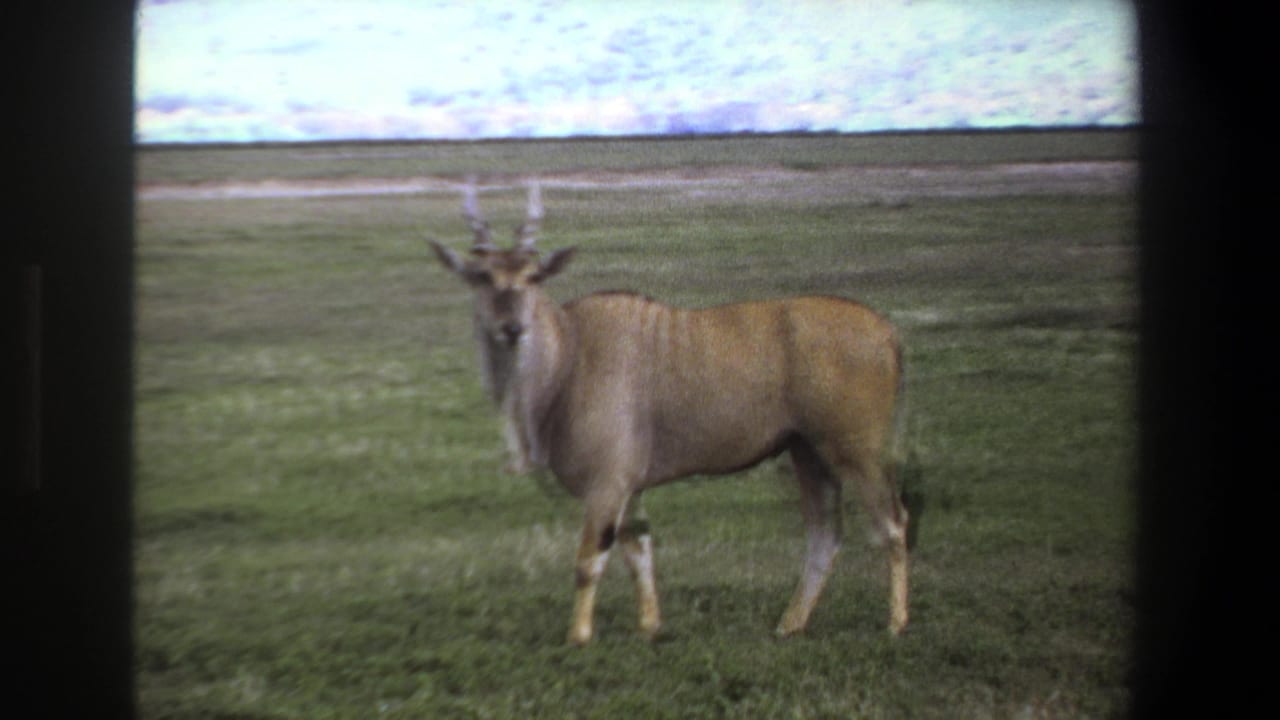 1969 Pretoria home-movie frame showing a horned antelope standing on open grassland under a pale sky.