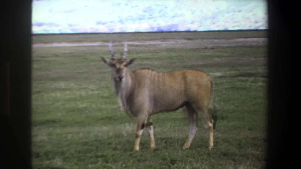 1969 Pretoria home-movie frame showing a horned antelope standing on open grassland under a pale sky.