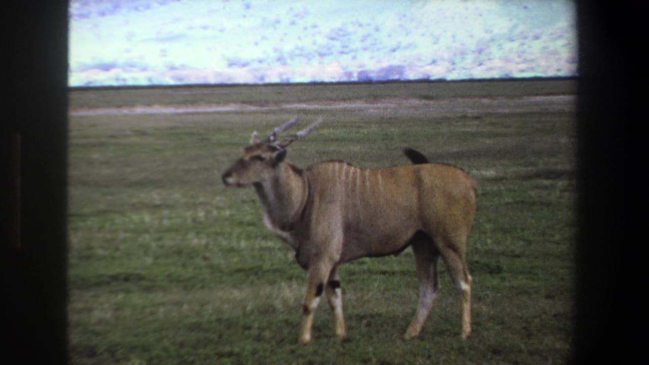 Horned antelope facing left on a grassy plain with dark frame borders.