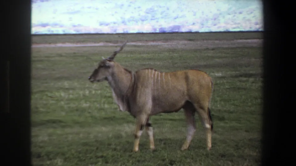 1969 Pretoria home-movie still showing a horned antelope in side view on open green grassland.