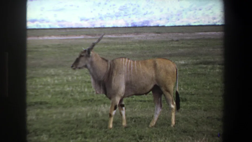 1969 Pretoria 8mm frame showing a horned antelope standing alert on open grassland with film grain visible.