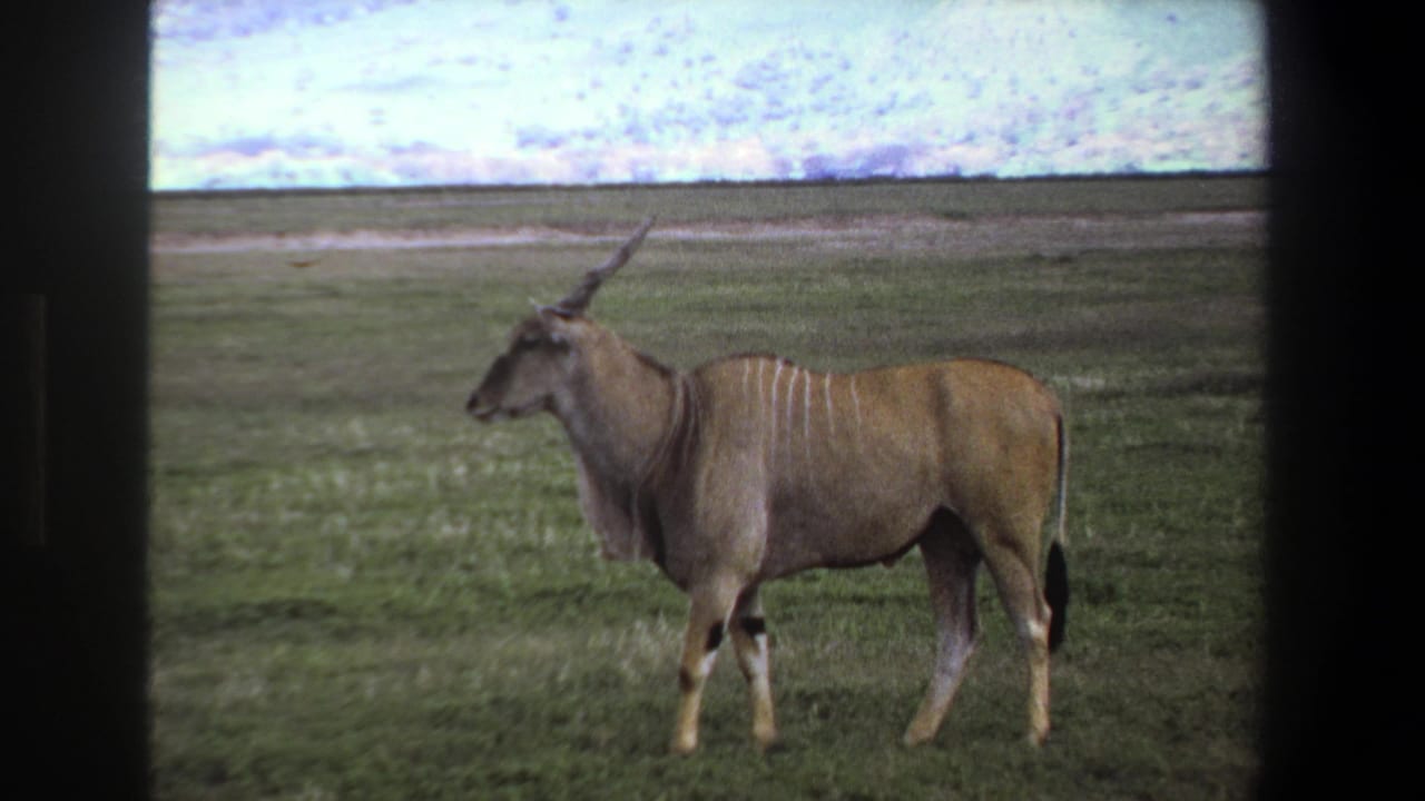 1969 Pretoria home-movie frame showing a giant eland in profile on open grassland with film borders visible.