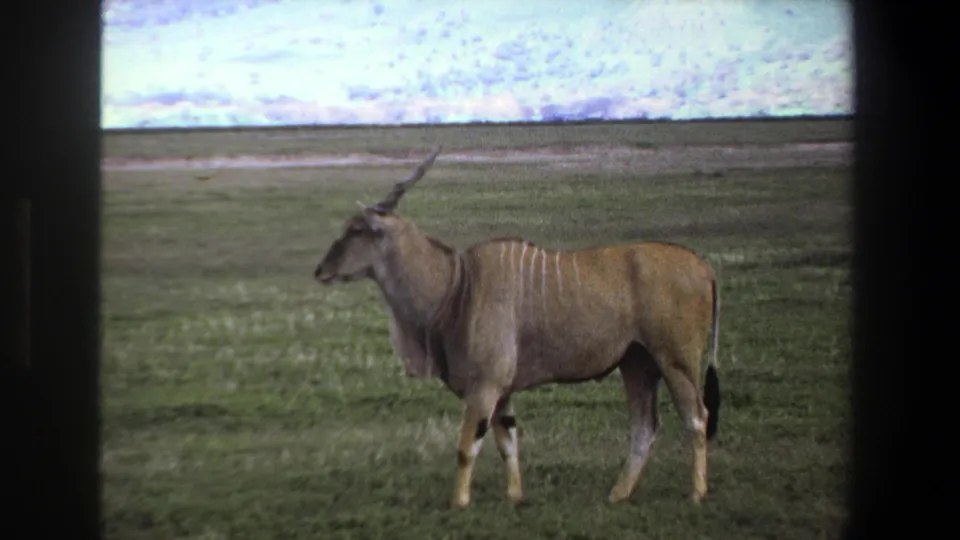 1969 Pretoria home-movie frame showing a giant eland in profile on open grassland with film borders visible.