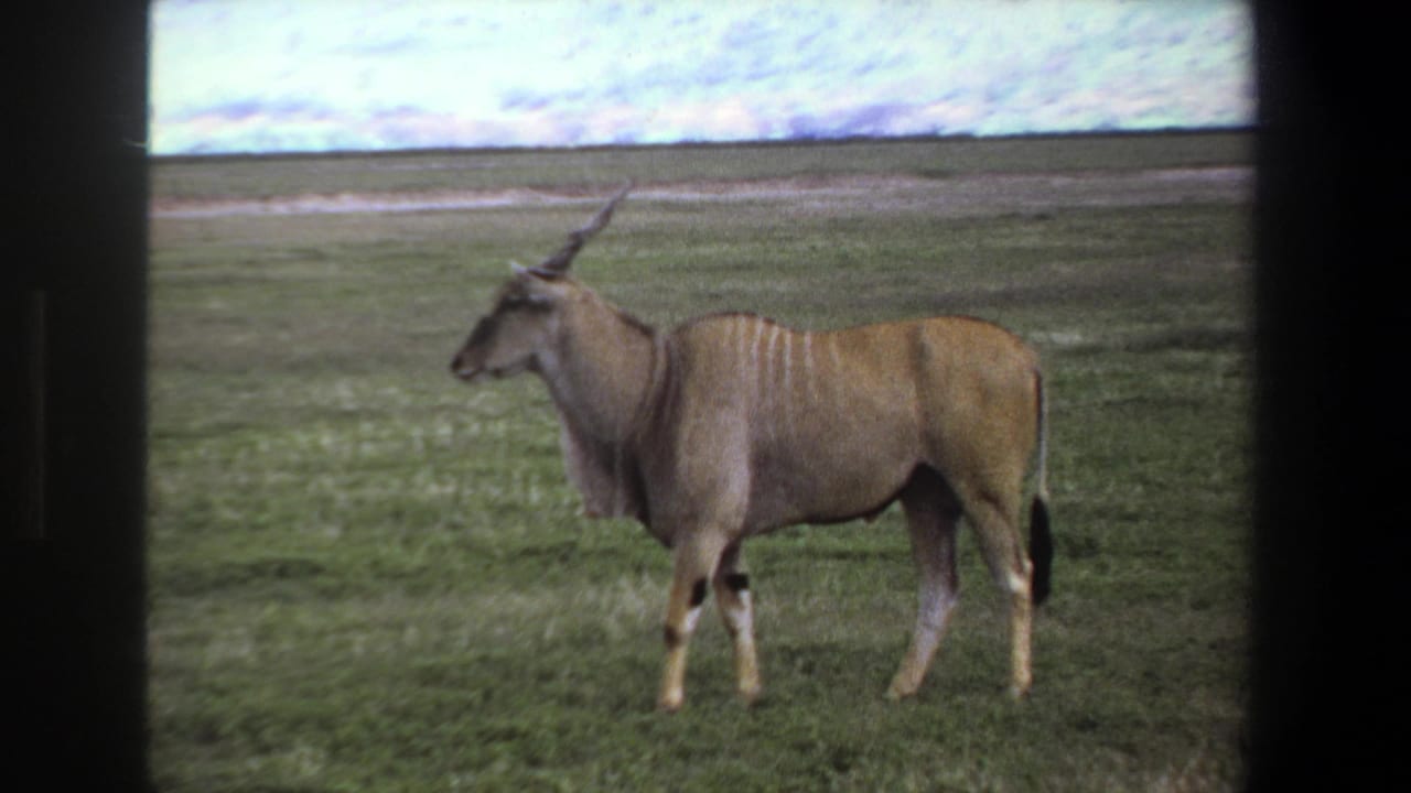 1969 Pretoria frame of a giant eland standing left-facing in grassland, with soft color and dark projector-style borders.