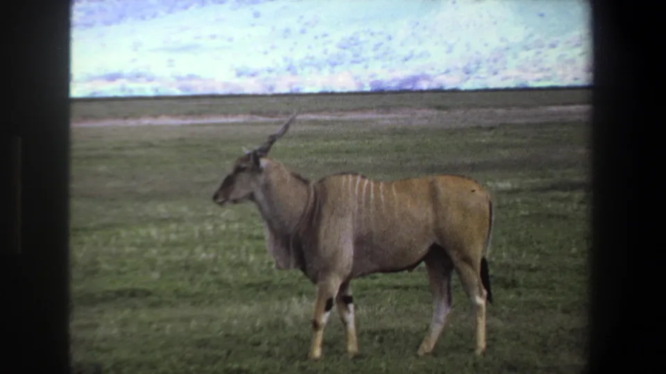 1969 Pretoria home-movie still showing a giant eland on grassland, framed by dark film edges and muted color.