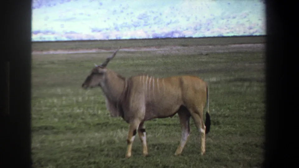 1969 Pretoria still of a giant eland in profile on open grassland, with visible grain and dark contact-sheet borders.