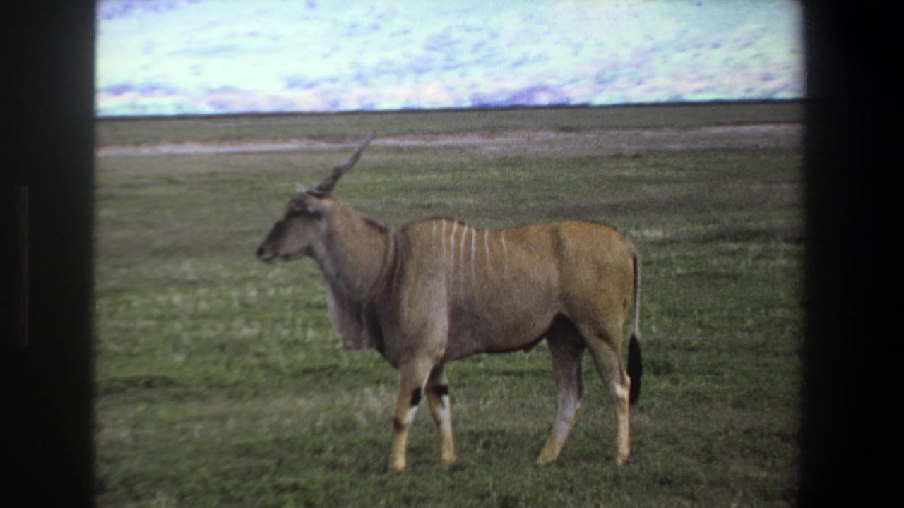 1969 Pretoria home-movie frame showing a large striped antelope with long horns standing in grassy savanna.