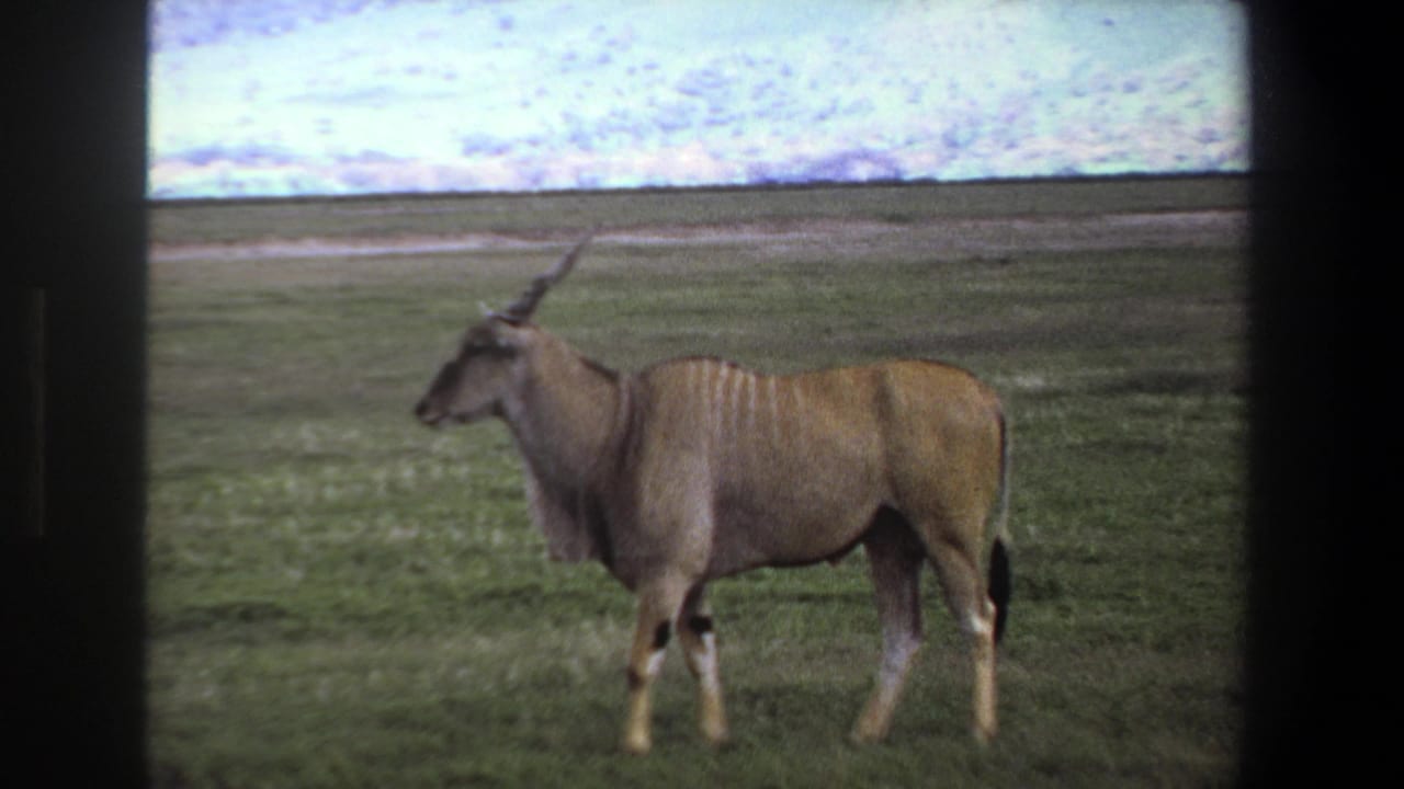 Horned antelope walking across a grassy plain with a low horizon.