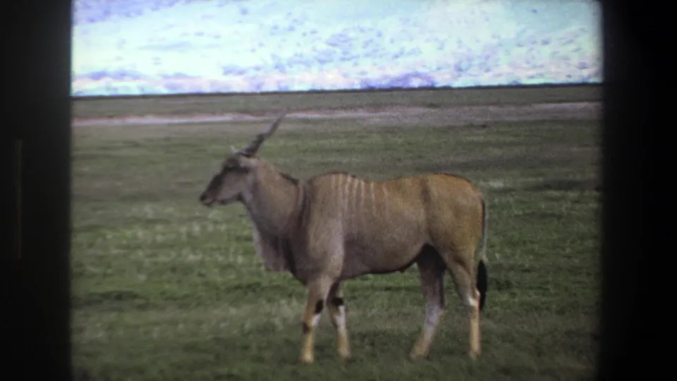 1969 Pretoria footage frame with a striped horned antelope moving slowly across open grassland.