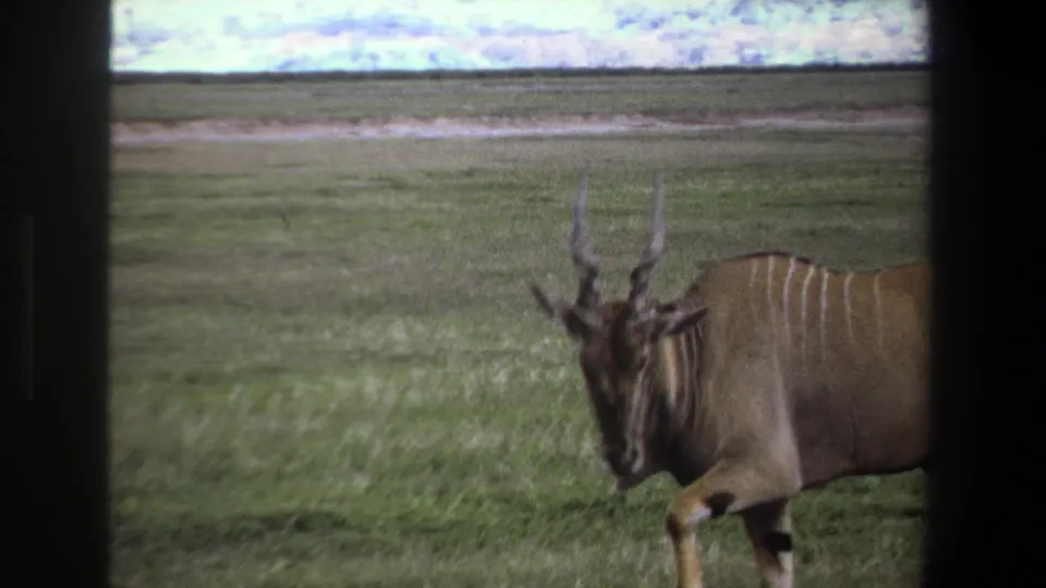 1969 Pretoria frame with the antelope closer to camera, horns and striped back visible in soft 8mm focus.