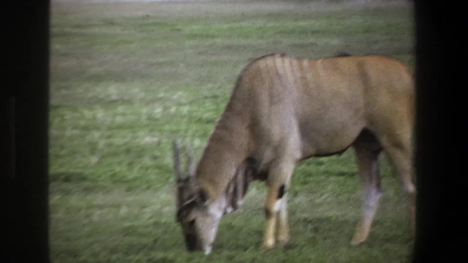 1969 Pretoria home-movie frame showing the horned antelope grazing in the grass, partly cropped at right.