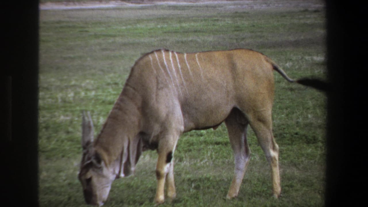 A striped antelope lowers its head to graze in a grassy field, seen in 1969 Pretoria 8mm home-movie footage.