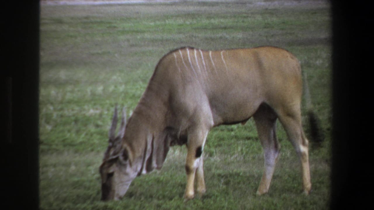 Horned antelope feeding on grass, shown in profile.