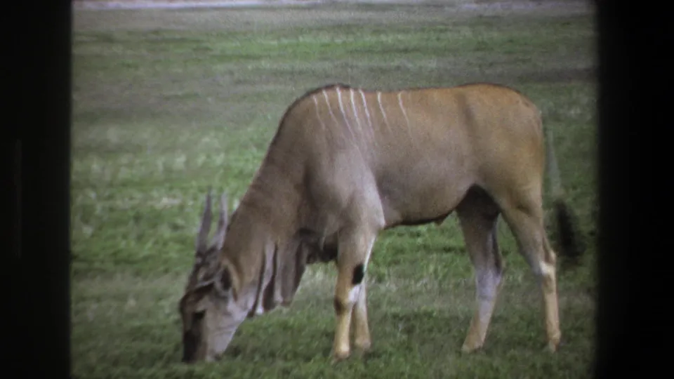 The antelope remains in profile while grazing, with pale vertical stripes and horns visible in the Pretoria footage.