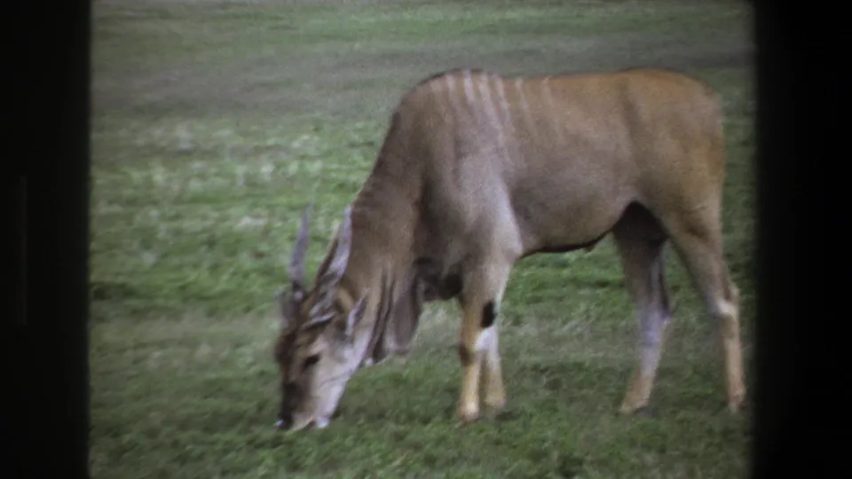 A closer soft-focus view shows the antelope grazing, with horns, neck folds, and striped back visible in the grassy setting.