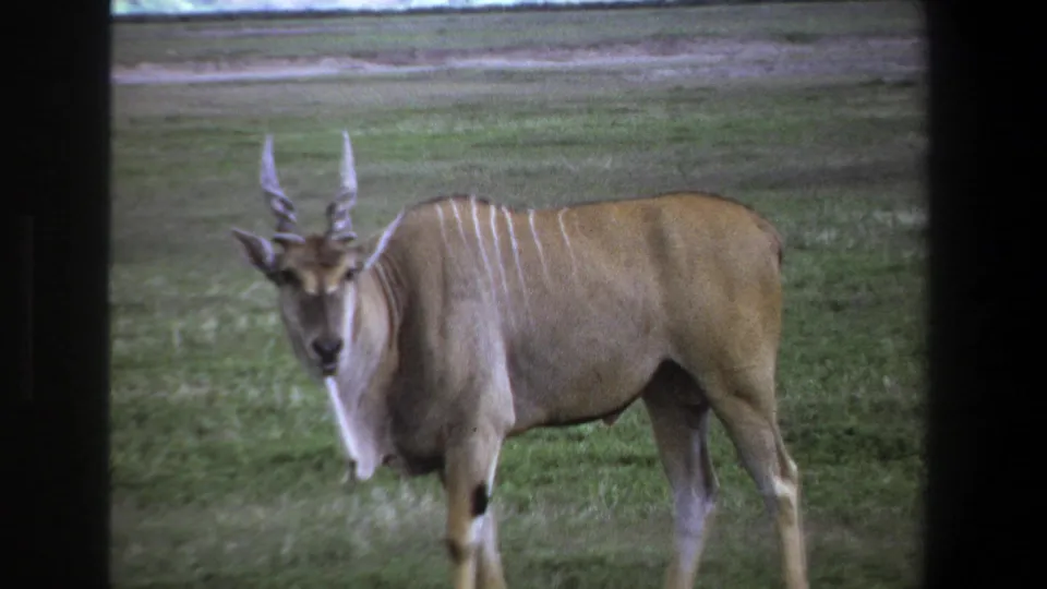 The antelope lifts its head and faces the camera, showing slender horns and pale stripes in the 1969 Pretoria footage.