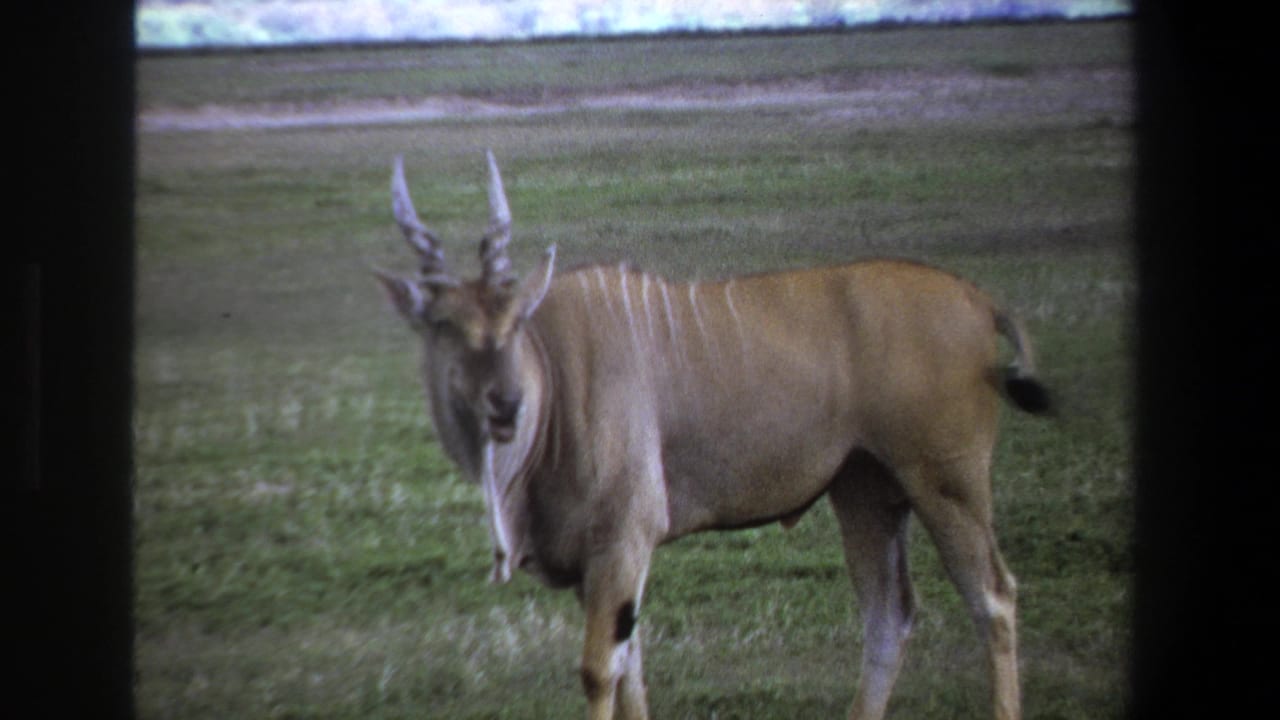 Horned brown antelope-like animal standing in a grassy field.