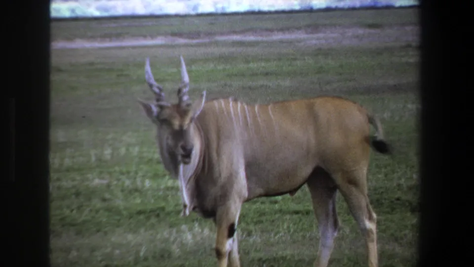 1969 Pretoria 8mm frame showing a horned brown antelope-like animal standing alert in grass with dark film borders.