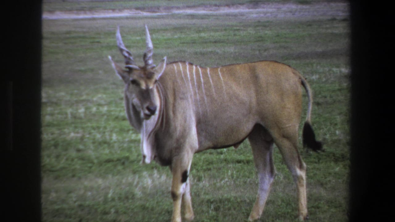 Horned antelope-like animal standing side-on in grass.
