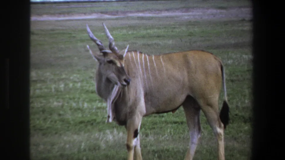 1969 Pretoria 8mm frame showing the horned animal with its head angled down and body still visible in open grass.
