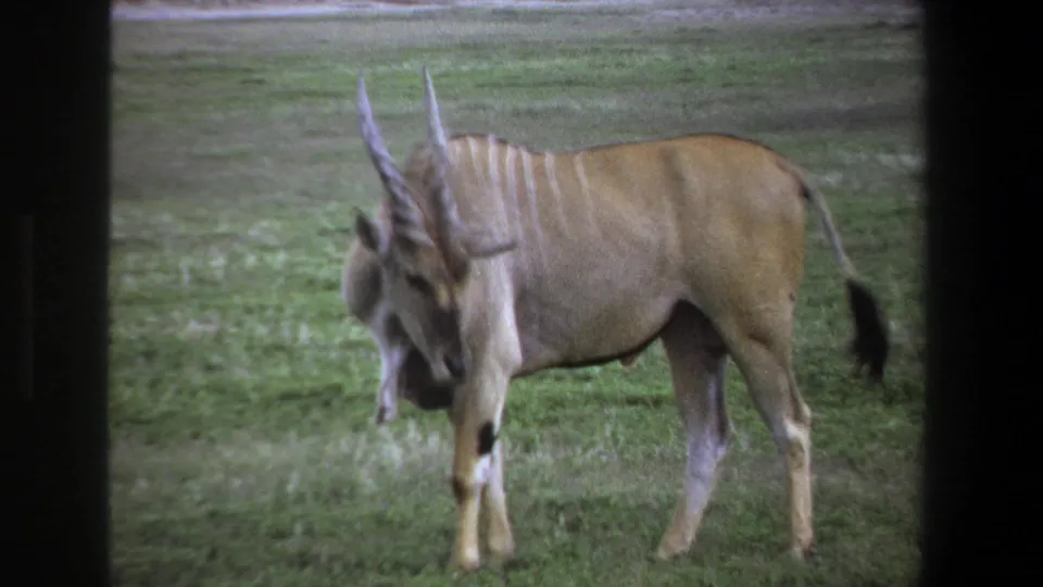 1969 Pretoria 8mm frame showing the animal lowering its head toward the grass, with its side and tail visible.
